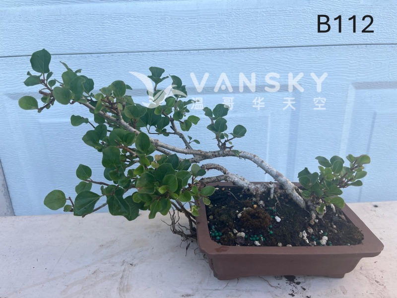 260225003601_B112 34 - 25-09.JPG